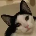 CatFromtModDev_thatsalongname