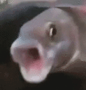 :pogfish: Discord Emote