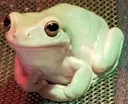 okfrogger okfrogger