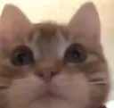 CatMeh