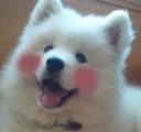 DogsOfDiscord_3_Blushing Discord emoji