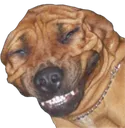 SillyDoggo