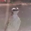 GTntatsbird1