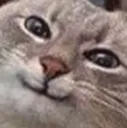 catsmug