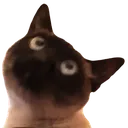 Cat What catwhat Discord Emoji