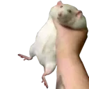 MA_OhioRat