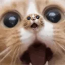 CatCeption