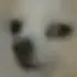 susdog
