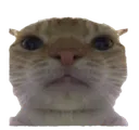 AZ_Cat
