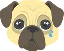 Sad_pug