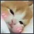 catCute