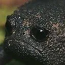 UpsetPhroge