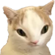 cat_5head_cc