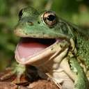 froggers froggers
