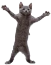 catdance