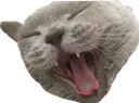 KaroCatScream KaroCatScream