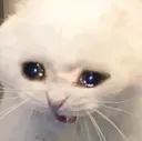 NOOO NOOO