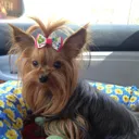daisy