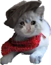 Meowdy