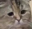 catsupersad