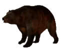 bear3