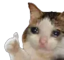 Cat_thumbs_up