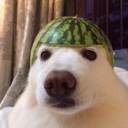 :watermelon_dog: