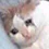 cattosad1