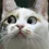 cattoh