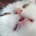 cattohhhh