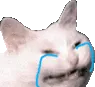 sadCatJam