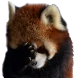 pandafacepalm pandafacepalm