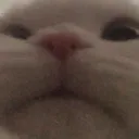 cat_2