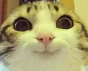 emote21