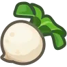 turnip