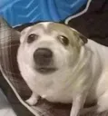 SmolBoom SmolBoom
