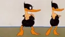 daffy01