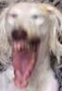 DogsOfDiscord_2_LMAO Discord emoji