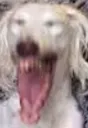 DogsOfDiscord_2_LMAO DogsOfDiscord_2_LMAO