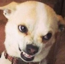 DogsOfDiscord_2_Grrr Discord emoji