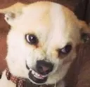 DogsOfDiscord_2_Grrr DogsOfDiscord_2_Grrr