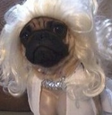 DogsOfDiscord_2_LadyPug Discord emoji