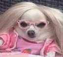 DogsOfDiscord_2_Interrogation Discord emoji