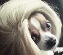 DogsOfDiscord_2_SoSexy DogsOfDiscord_2_SoSexy