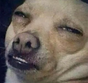 DogsOfDiscord_2_YouGiveMePainnn Discord emoji