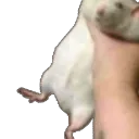 MA_OhioChoke