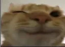 Winking_Cat