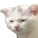 f_CatTired
