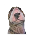waltercosmo