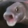 PoggersFish PoggersFish